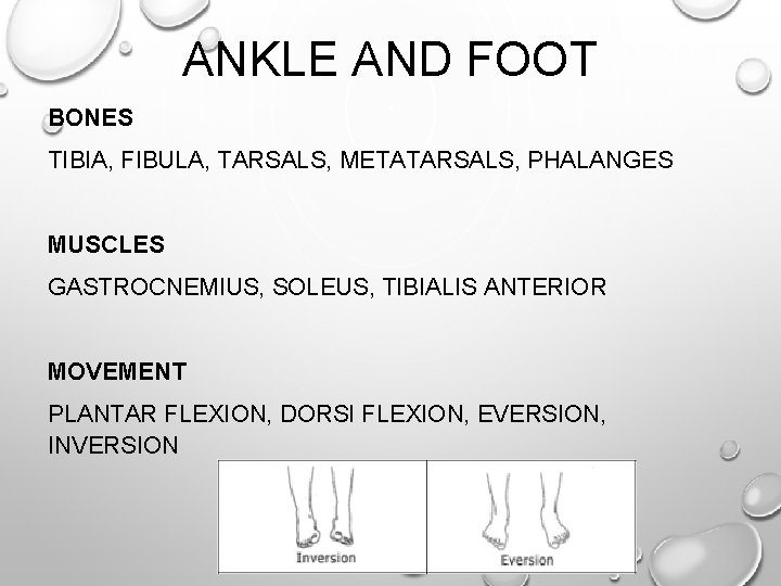 ANKLE AND FOOT BONES TIBIA, FIBULA, TARSALS, METATARSALS, PHALANGES MUSCLES GASTROCNEMIUS, SOLEUS, TIBIALIS ANTERIOR ANKLE AND FOOT BONES TIBIA, FIBULA, TARSALS, METATARSALS, PHALANGES MUSCLES GASTROCNEMIUS, SOLEUS, TIBIALIS ANTERIOR
