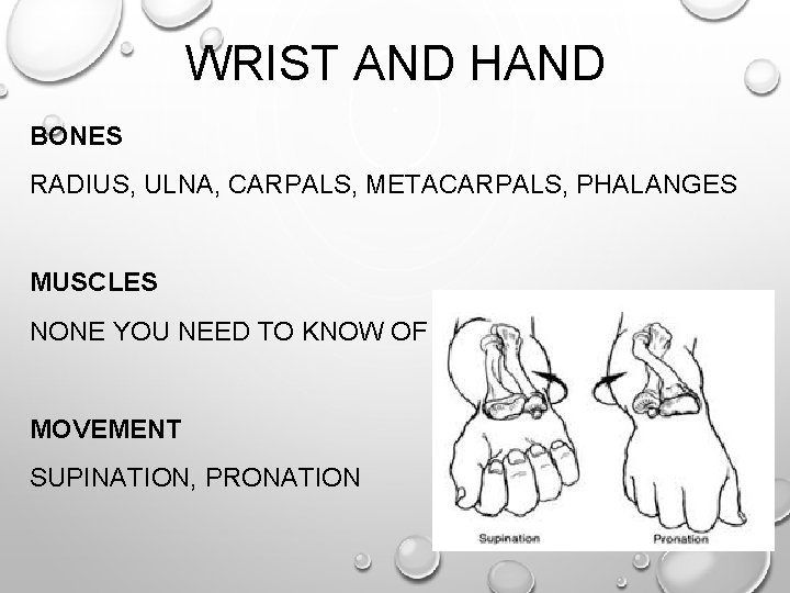 WRIST AND HAND BONES RADIUS, ULNA, CARPALS, METACARPALS, PHALANGES MUSCLES NONE YOU NEED TO WRIST AND HAND BONES RADIUS, ULNA, CARPALS, METACARPALS, PHALANGES MUSCLES NONE YOU NEED TO