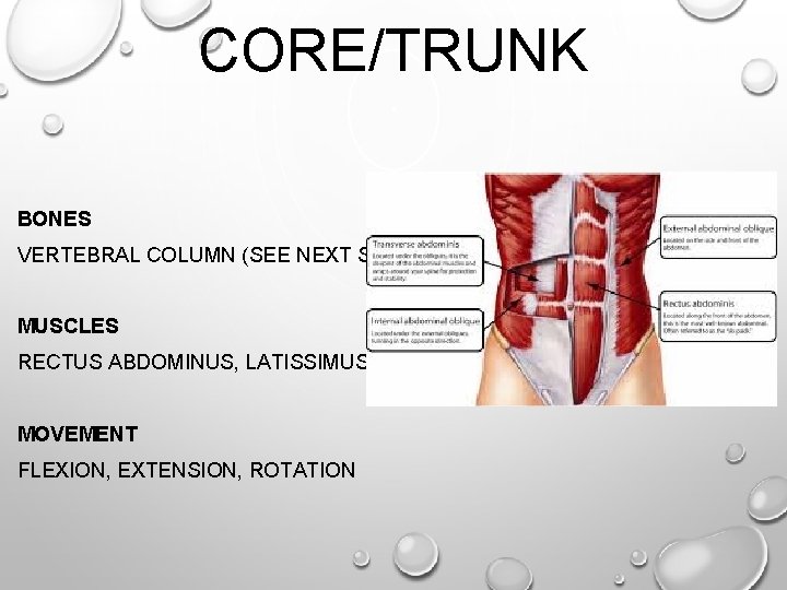 CORE/TRUNK BONES VERTEBRAL COLUMN (SEE NEXT SLIDE) MUSCLES RECTUS ABDOMINUS, LATISSIMUS DORSI MOVEMENT FLEXION, CORE/TRUNK BONES VERTEBRAL COLUMN (SEE NEXT SLIDE) MUSCLES RECTUS ABDOMINUS, LATISSIMUS DORSI MOVEMENT FLEXION,