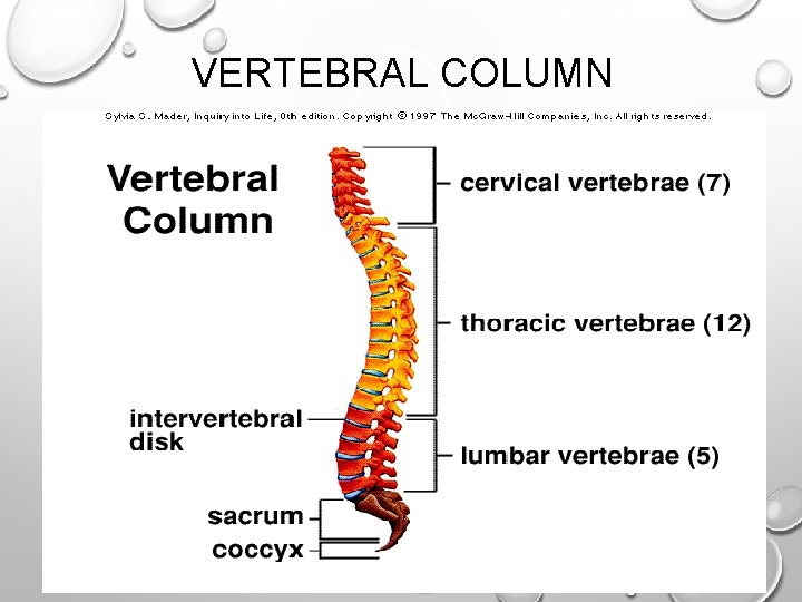 VERTEBRAL COLUMN VERTEBRAL COLUMN