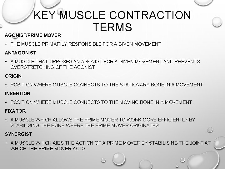 KEY MUSCLE CONTRACTION TERMS AGONIST/PRIME MOVER • THE MUSCLE PRIMARILY RESPONSIBLE FOR A GIVEN KEY MUSCLE CONTRACTION TERMS AGONIST/PRIME MOVER • THE MUSCLE PRIMARILY RESPONSIBLE FOR A GIVEN