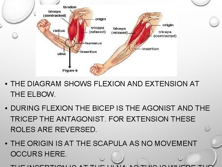 • THE DIAGRAM SHOWS FLEXION AND EXTENSION AT THE ELBOW. • DURING FLEXION • THE DIAGRAM SHOWS FLEXION AND EXTENSION AT THE ELBOW. • DURING FLEXION