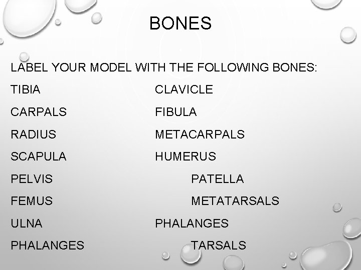BONES LABEL YOUR MODEL WITH THE FOLLOWING BONES: TIBIA CLAVICLE CARPALS FIBULA RADIUS METACARPALS BONES LABEL YOUR MODEL WITH THE FOLLOWING BONES: TIBIA CLAVICLE CARPALS FIBULA RADIUS METACARPALS