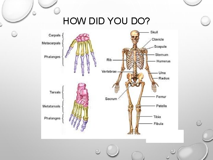 HOW DID YOU DO? HOW DID YOU DO?