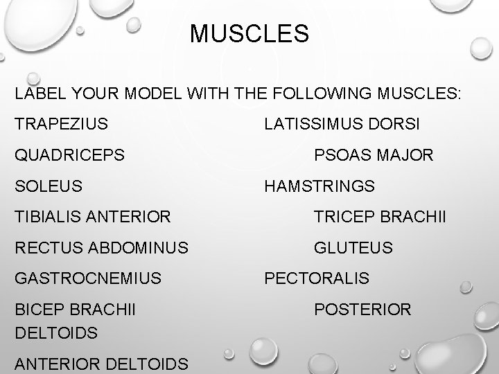 MUSCLES LABEL YOUR MODEL WITH THE FOLLOWING MUSCLES: TRAPEZIUS QUADRICEPS SOLEUS LATISSIMUS DORSI PSOAS MUSCLES LABEL YOUR MODEL WITH THE FOLLOWING MUSCLES: TRAPEZIUS QUADRICEPS SOLEUS LATISSIMUS DORSI PSOAS