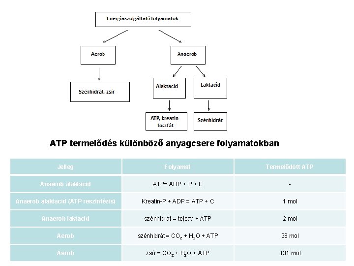 ATP termelődés különböző anyagcsere folyamatokban Jelleg Folyamat Termelődött ATP Anaerob alaktacid ATP= ADP +