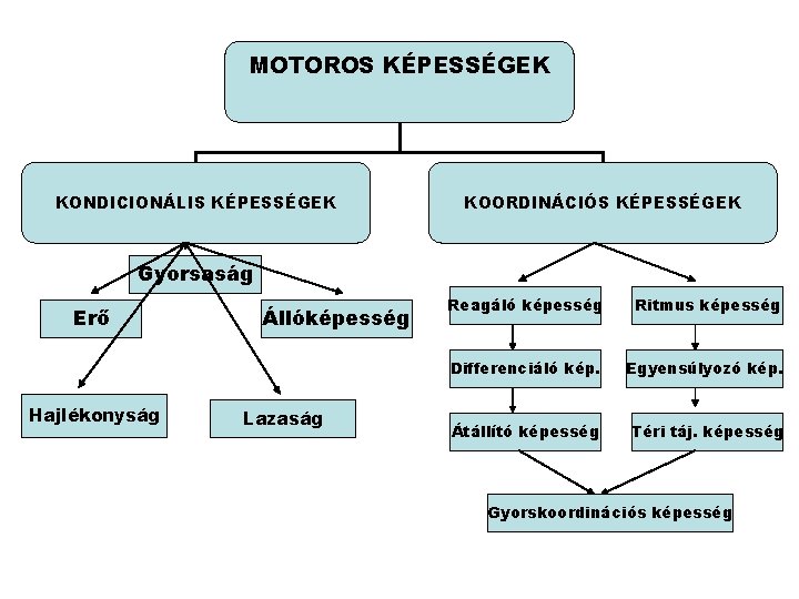 MOTOROS KÉPESSÉGEK KONDICIONÁLIS KÉPESSÉGEK KOORDINÁCIÓS KÉPESSÉGEK Gyorsaság Erő Hajlékonyság Állóképesség Lazaság Reagáló képesség Ritmus