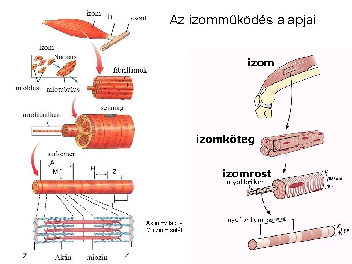 Az izomműködés alapjai Aktin =világos, Miozin = sötét 