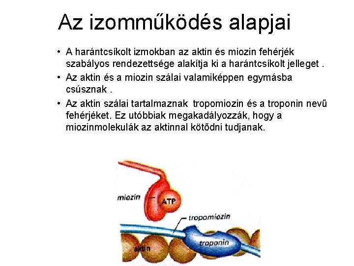 Az izomműködés alapjai • A harántcsíkolt izmokban az aktin és miozin fehérjék szabályos rendezettsége