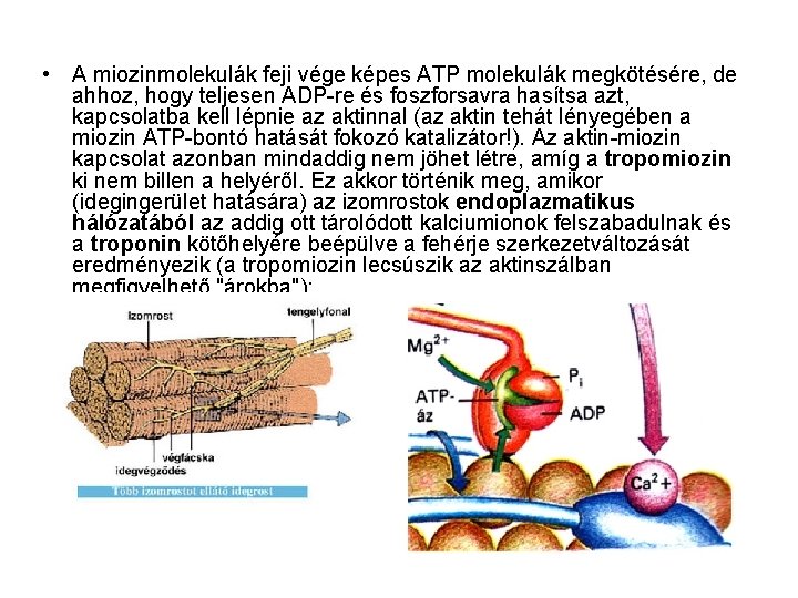  • A miozinmolekulák feji vége képes ATP molekulák megkötésére, de ahhoz, hogy teljesen