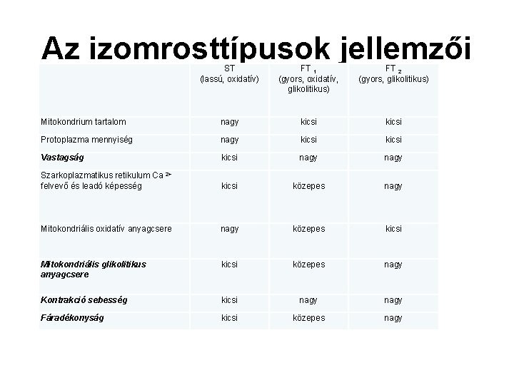 Az izomrosttípusok jellemzői ST (lassú, oxidatív) FT 1 (gyors, oxidatív, glikolitikus) FT 2 (gyors,