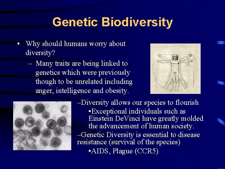 Genetic Biodiversity • Why should humans worry about diversity? – Many traits are being