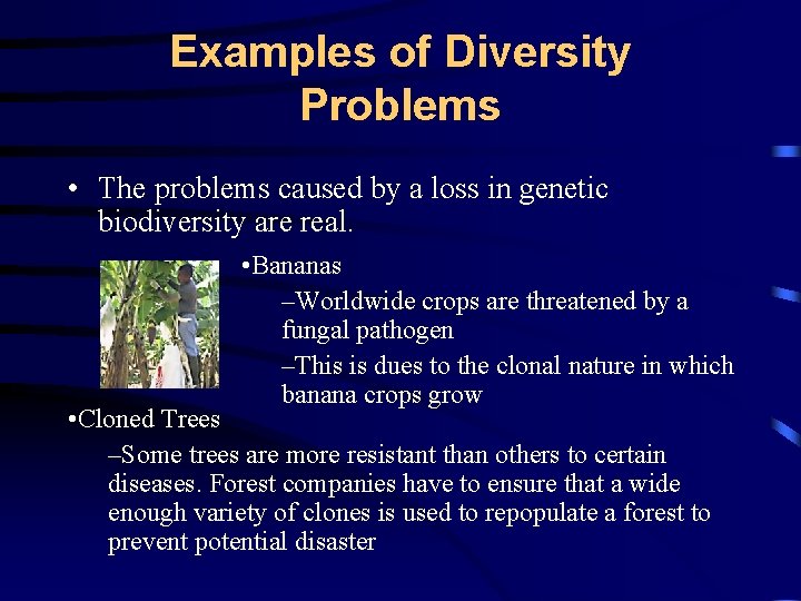 Examples of Diversity Problems • The problems caused by a loss in genetic biodiversity