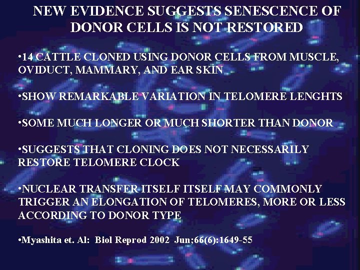 NEW EVIDENCE SUGGESTS SENESCENCE OF DONOR CELLS IS NOT RESTORED • 14 CATTLE CLONED