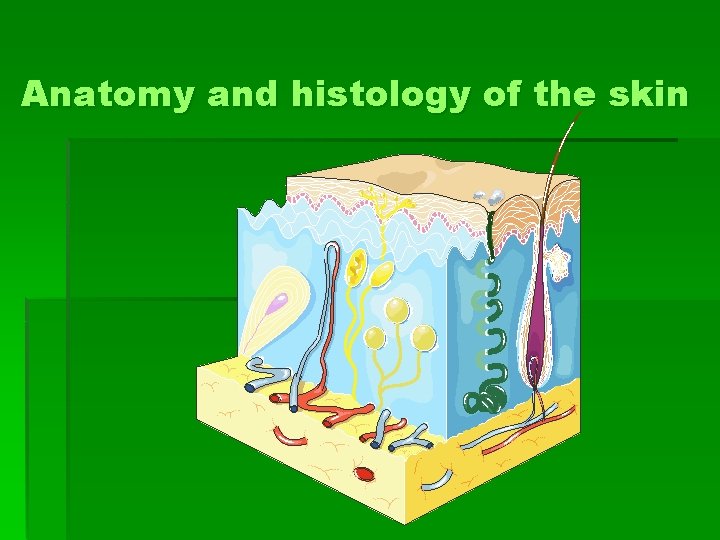 Anatomy and histology of the skin 