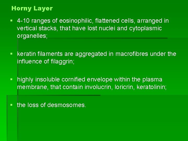 Horny Layer § 4 -10 ranges of eosinophilic, flattened cells, arranged in vertical stacks,