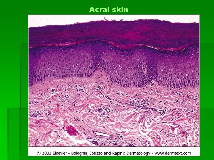 Acral skin 