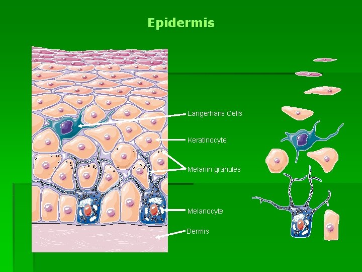 Epidermis Langerhans Cells Keratinocyte Melanin granules Melanocyte Dermis 