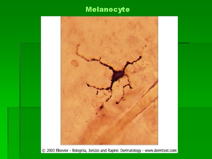 Melanocyte 