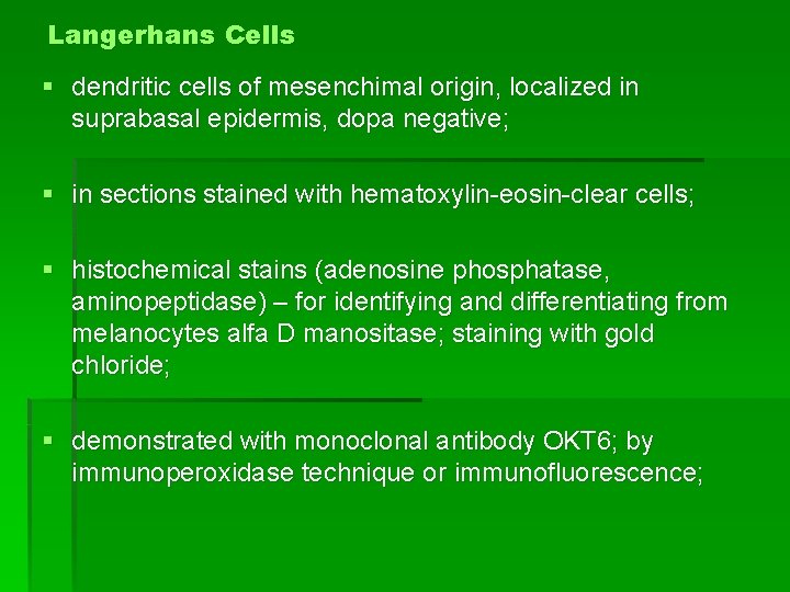 Langerhans Cells § dendritic cells of mesenchimal origin, localized in suprabasal epidermis, dopa negative;