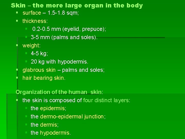 Skin – the more large organ in the body § surface – 1. 5