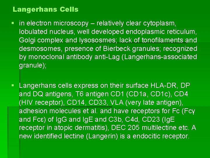 Langerhans Cells § in electron microscopy – relatively clear cytoplasm, lobulated nucleus, well developed
