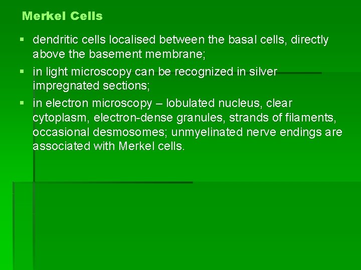 Merkel Cells § dendritic cells localised between the basal cells, directly above the basement