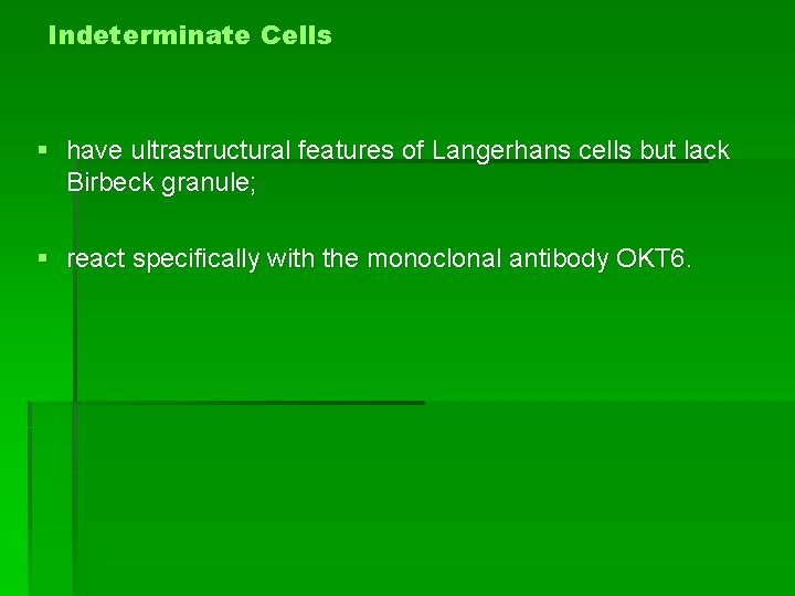 Indeterminate Cells § have ultrastructural features of Langerhans cells but lack Birbeck granule; §