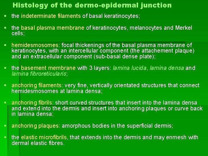 Histology of the dermo-epidermal junction § the indeterminate filaments of basal keratinocytes; § the