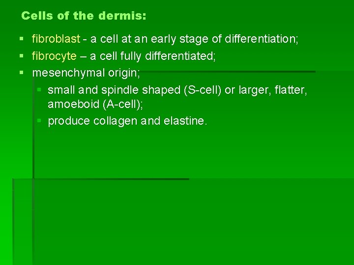 Cells of the dermis: § § § fibroblast - a cell at an early