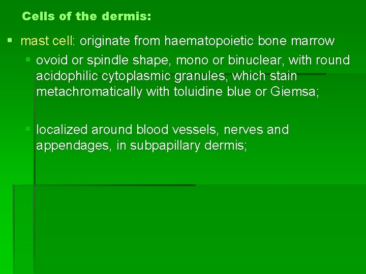 Cells of the dermis: § mast cell: originate from haematopoietic bone marrow § ovoid