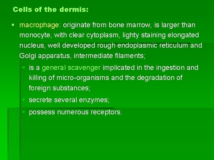 Cells of the dermis: § macrophage: originate from bone marrow, is larger than monocyte,