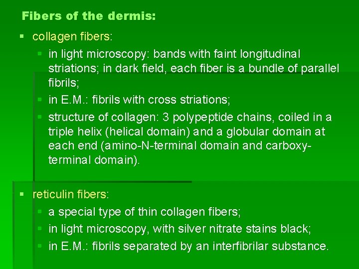 Fibers of the dermis: § collagen fibers: § in light microscopy: bands with faint