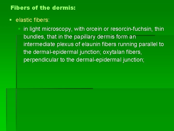 Fibers of the dermis: § elastic fibers: § in light microscopy, with orcein or Fibers of the dermis: § elastic fibers: § in light microscopy, with orcein or