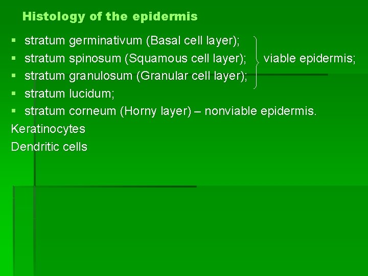Histology of the epidermis § stratum germinativum (Basal cell layer); § stratum spinosum (Squamous