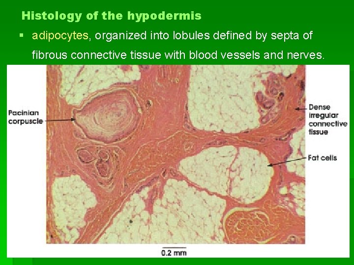 Histology of the hypodermis § adipocytes, organized into lobules defined by septa of fibrous