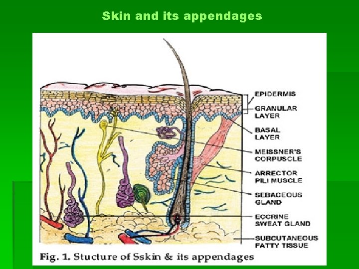 Skin and its appendages 