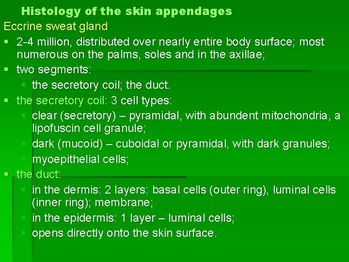 Histology of the skin appendages Eccrine sweat gland § 2 -4 million, distributed over