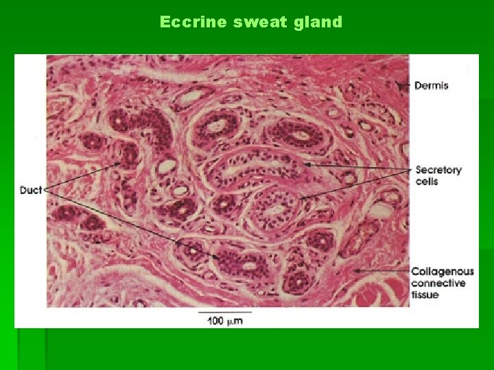 Eccrine sweat gland 