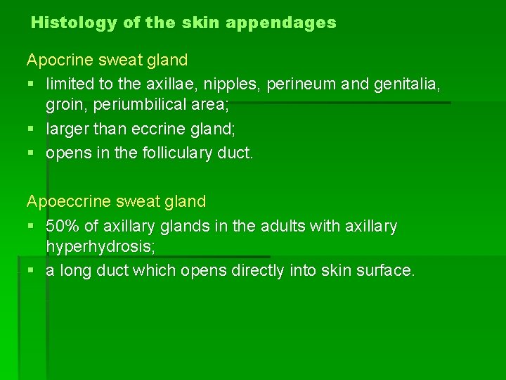 Histology of the skin appendages Apocrine sweat gland § limited to the axillae, nipples,