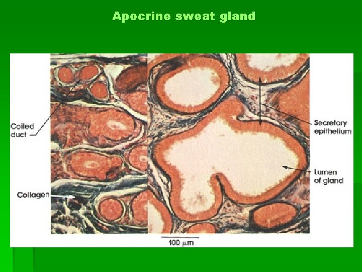 Apocrine sweat gland 