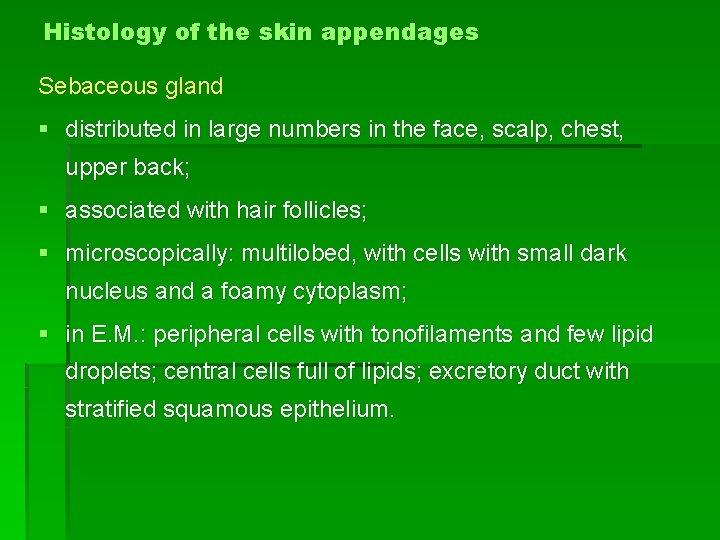 Histology of the skin appendages Sebaceous gland § distributed in large numbers in the