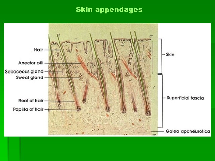 Skin appendages 