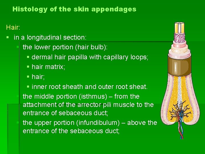 Histology of the skin appendages Hair: § in a longitudinal section: § the lower