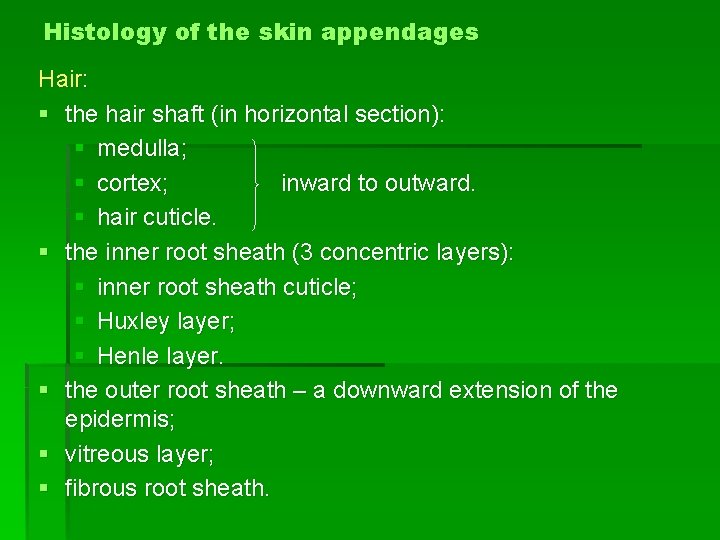 Histology of the skin appendages Hair: § the hair shaft (in horizontal section): §