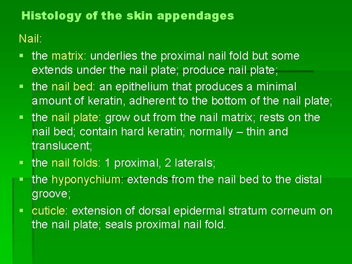 Histology of the skin appendages Nail: § the matrix: underlies the proximal nail fold