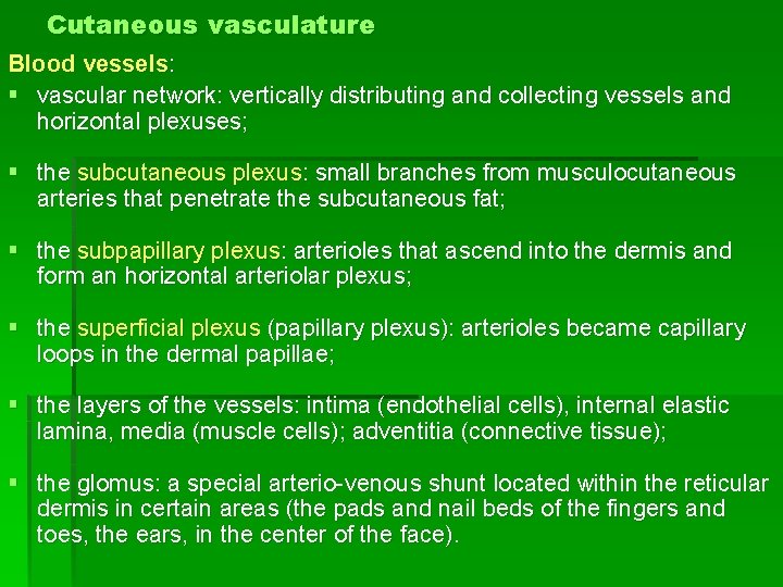 Cutaneous vasculature Blood vessels: § vascular network: vertically distributing and collecting vessels and horizontal