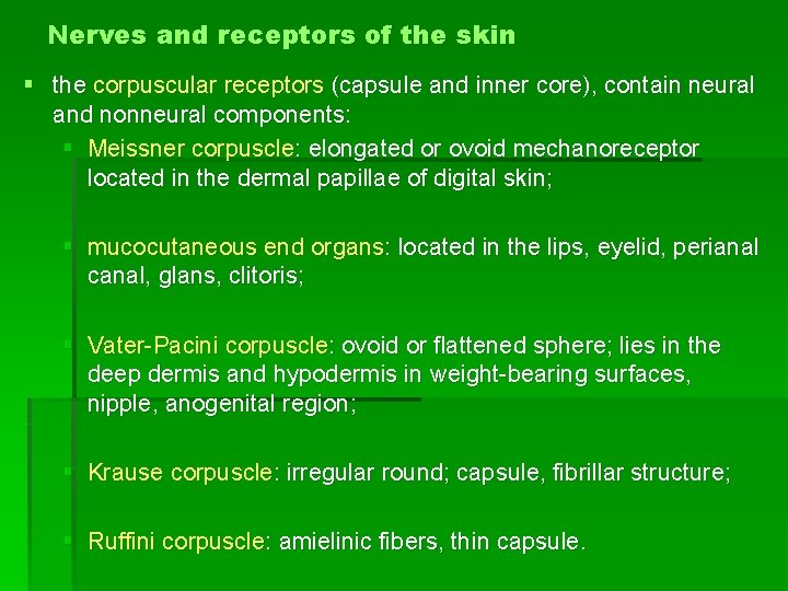 Nerves and receptors of the skin § the corpuscular receptors (capsule and inner core),