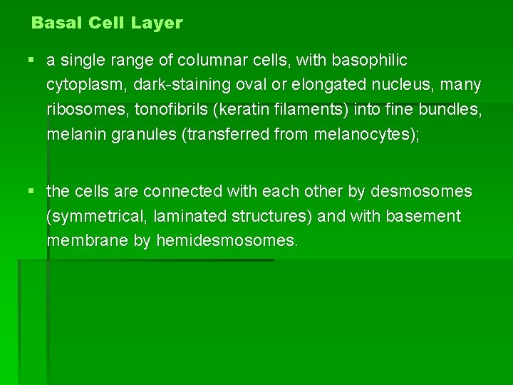 Basal Cell Layer § a single range of columnar cells, with basophilic cytoplasm, dark-staining