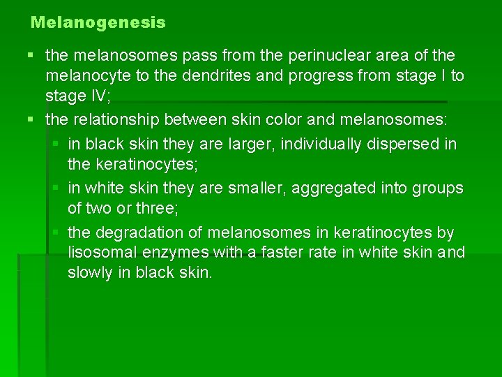 Melanogenesis § the melanosomes pass from the perinuclear area of the melanocyte to the